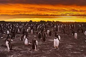 Images Dated 25th December 2014: Falkland Islands, Sea Lion Island. Gentoo penguins colony at sunset