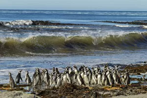 Images Dated 25th December 2014: Falkland Islands, Sea Lion Island. Magellanic penguins and surf