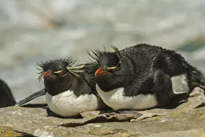 Images Dated 25th December 2014: Falkland Islands, Sea Lion Island. Rockhopper penguins resting