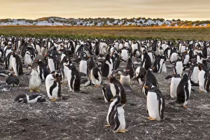 Images Dated 25th December 2014: Falkland Islands, Sea Lion Island. Gentoo penguins colony
