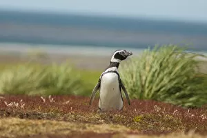 Images Dated 24th December 2014: Falkland Islands, Sea Lion Island. Solitary Magellanic penguin