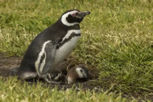 Images Dated 24th December 2014: Falkland Islands, Sea Lion Island. Magellanic penguin parent and chicks at burrow