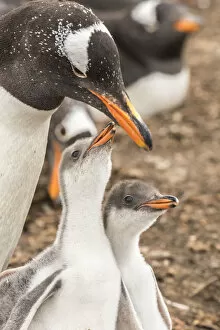 Images Dated 26th December 2016: Falkland Islands, Sea Lion Island. Gentoo penguin with chicks