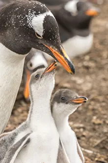 Falkland Islands, Sea Lion Island. Gentoo penguin with chicks Falkland Islands, Sea Lion Island. Gentoo penguin with chicks