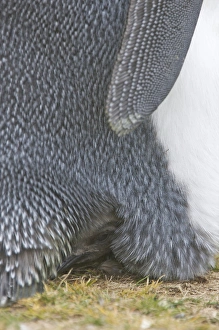 Falkland Islands, Volunteer Point. A juvenile king penguin peeks out from under its Falkland Islands, Volunteer Point. A juvenile king penguin peeks out from under its