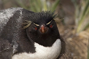 Eudyptes Chrysocome Gallery: Falkland Islands, West Falkland, West Point Island aka Albatross Island. Southern