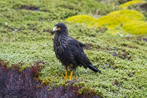 Falkland Islands Gallery: Falkland Islands. West Point Island. Striated caracara (Phalcoboenus australis)