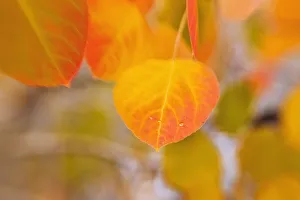 Fall aspen leaf detail, Inyo National Forest, Sierra Nevada Mountains, California, USA Fall aspen leaf detail, Inyo National Forest, Sierra Nevada Mountains, California, USA