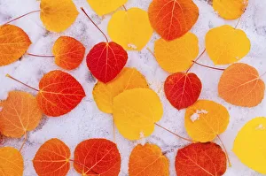 Fall aspen leaves on snow, Inyo National Forest, Sierra Nevada Mountains, California, USA Fall aspen leaves on snow, Inyo National Forest, Sierra Nevada Mountains, California, USA