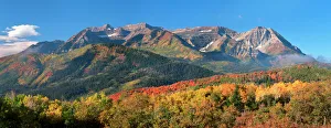 Fall Aspen trees and Maples. Mt. Timpanogos Pano, Wasatch Mountains, Utah Fall Aspen trees and Maples. Mt. Timpanogos Pano, Wasatch Mountains, Utah