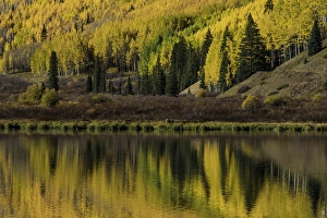 Fall aspen trees reflected on Crystal Lake at sunrise, near Ouray, Colorado Fall aspen trees reflected on Crystal Lake at sunrise, near Ouray, Colorado