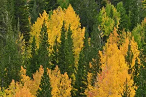 Images Dated 3rd October 2010: Fall aspens and pines along Bishop Creek, Inyo National Forest, Sierra Nevada Mountains