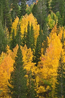 Images Dated 3rd October 2010: Fall aspens and pines along Bishop Creek, Inyo National Forest, Sierra Nevada Mountains