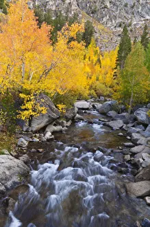 Fall color along Bishop Creek, Inyo National Forest, Sierra Nevada Mountains, California Fall color along Bishop Creek, Inyo National Forest, Sierra Nevada Mountains, California