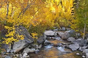 Images Dated 3rd October 2010: Fall color along Bishop Creek, Inyo National Forest, Sierra Nevada Mountains, California, USA