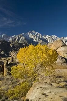 Images Dated 13th November 2005: Fall Color on Cottonwoods with backdrop of the Eastern Sierra Mountains = Alabama