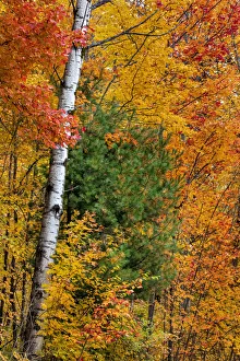 Fall color on the Keweenaw Peninsula in the Upper Peninsula of Michigan, USA Fall color on the Keweenaw Peninsula in the Upper Peninsula of Michigan, USA