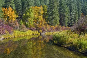 Fall color, Leavenworth National Fish Hatchery, Wenatchee National Forest Fall color, Leavenworth National Fish Hatchery, Wenatchee National Forest