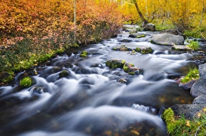 Fall color along Lundy Creek, Inyo National Forest, Sierra Nevada Mountains, California Fall color along Lundy Creek, Inyo National Forest, Sierra Nevada Mountains, California