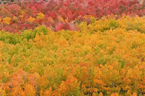 Fall color at North Lake, Inyo National Forest, Sierra Nevada Mountains, California, USA Fall color at North Lake, Inyo National Forest, Sierra Nevada Mountains, California, USA