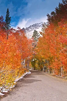 Fall color along the North Lake road, Inyo National Forest, Sierra Nevada Mountains Fall color along the North Lake road, Inyo National Forest, Sierra Nevada Mountains