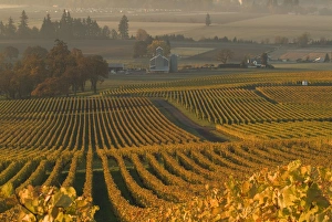 The fall colored straight rows of the vines lead the eye to the barn at Stoler Vineyards The fall colored straight rows of the vines lead the eye to the barn at Stoler Vineyards