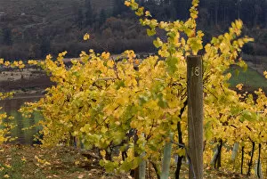 Images Dated 26th October 2005: Fall colored vineyard at Willamette Valley Vineyards in the Willamette Valley near Turner