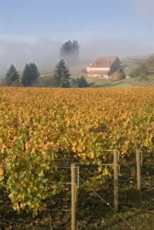Images Dated 22nd October 2005: Fall colors blanket the Pinot Noir grapevines that slope up the the fog misted Domaine