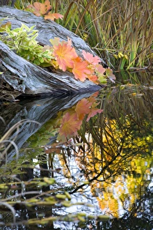 Fall Colors Leaves Fall Colors Van Dusen Gardens Vancouver British Columbia, Canada Fall Colors Leaves Fall Colors Van Dusen Gardens Vancouver British Columbia, Canada