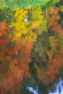 Fall colors are reflected in this pond becoming abstract as the wind blew the surface Fall colors are reflected in this pond becoming abstract as the wind blew the surface