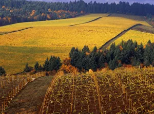 Fall colors in vineyards of the Red Hills above Dundee, Oregon Fall colors in vineyards of the Red Hills above Dundee, Oregon