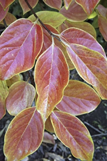 Fall foliage: the autumn leaves of a California persimmons tree Fall foliage: the autumn leaves of a California persimmons tree