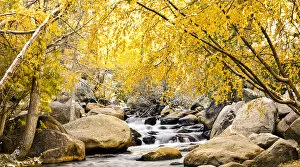 Images Dated 6th October 2007: Fall foliage at creek, Eastern Sierra foothills, California, US