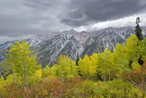 Images Dated 22nd September 2007: Fall Foliage in Little Cottonwood Canyon, Red Pine Trail, Wasatch-Cache National Forest