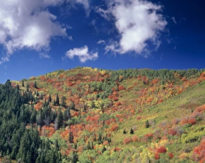 Fall foliage near Kimball Junction and winter sports park, Park City, Utah Fall foliage near Kimball Junction and winter sports park, Park City, Utah