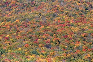 Fall foliage in the White Mountain National Forest, Grafton County, New Hampshire, USA Fall foliage in the White Mountain National Forest, Grafton County, New Hampshire, USA
