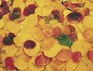 fallen Aspen leaves carpet the ground in the Colorado Rocky Mountains fallen Aspen leaves carpet the ground in the Colorado Rocky Mountains