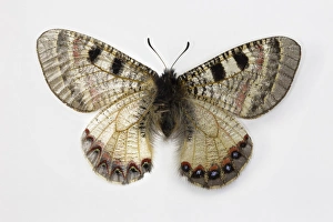 The False Apollo Butterfly, Archon apollinus, comparing the top wing and bottome wing The False Apollo Butterfly, Archon apollinus, comparing the top wing and bottome wing