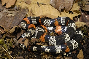 False Coral Snake (Lampropeltis triangulum) Andes, ECUADOR. South America False Coral Snake (Lampropeltis triangulum) Andes, ECUADOR. South America