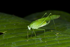 False Leaf Katydid. Yasuni National Park, Amazon Rainforest ECUADOR. South America False Leaf Katydid. Yasuni National Park, Amazon Rainforest ECUADOR. South America