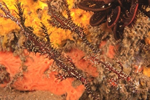 family of Ghost Pipefish, Tulamben, Bali, Indonesia family of Ghost Pipefish, Tulamben, Bali, Indonesia