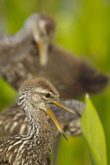 Images Dated 26th April 2011: A family of Limpkin chicks, Aramus guarana, Viera wetlands, Florida