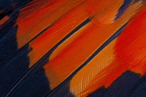 Fanned out Wing Feathers in Red, Orange and Black Fanned out Wing Feathers in Red, Orange and Black