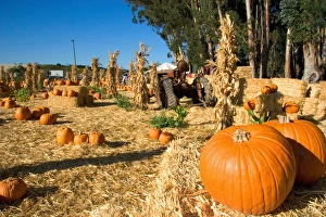 A farm selling pumpkins near San Rafael, California A farm selling pumpkins near San Rafael, California