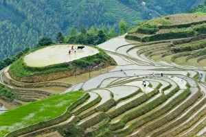 Farmer plowing water filled rice terrace with water buffalo, Longsheng, Guangxi Province Farmer plowing water filled rice terrace with water buffalo, Longsheng, Guangxi Province