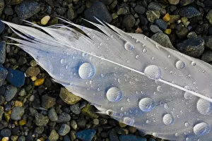 Images Dated 12th August 2007: Feather on beach. Lands End. Homer. Alaska