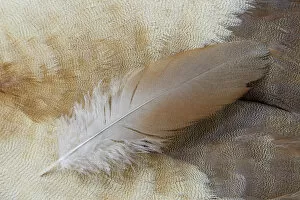 Images Dated 20th November 2011: Feather lying on Egyptian Goose Breast Feathers