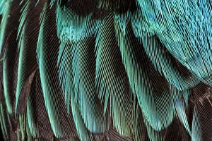 Nature Photography Macro Prints: Feather pattern