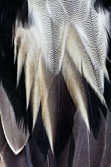 One Animal Collection: Back feathers of the Northern Pintail Duck