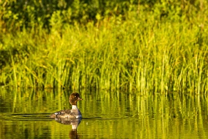 Female Barrows Goldeneye in Grand Teton National Park, Wyoming, USA Female Barrows Goldeneye in Grand Teton National Park, Wyoming, USA